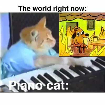 Haha cat play piano