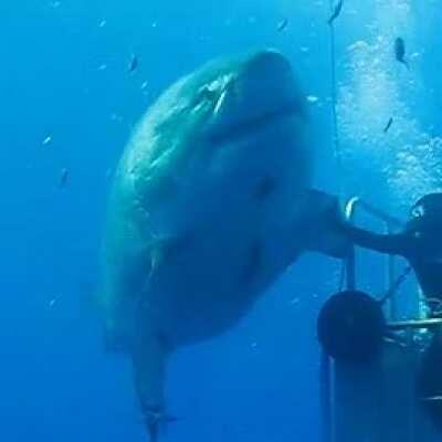 Deep Blue, the largest Great White Shark on record. Around 50 years old - It's a baby Megalodon.