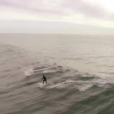 Surfing with huge dolphins.