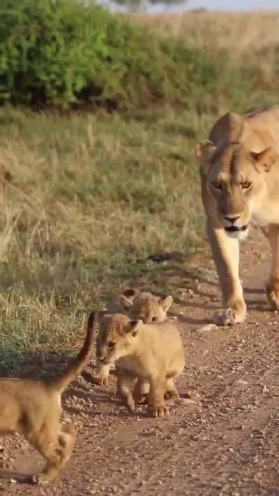 Lion cub doesn't want to let his mom carry him