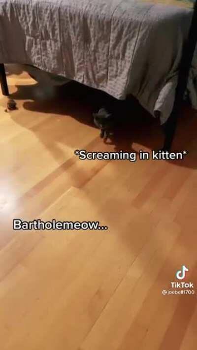 Bartholemeow has a lot to say