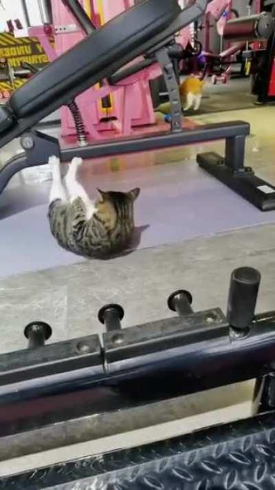 Cats have some insane workout skills.