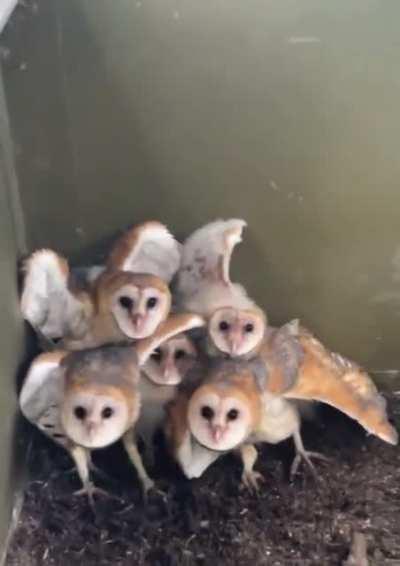 Man discovers a family of barn owls nesting in his shed who try intimidating him with a threat display