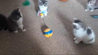 Have some 7 week old kittens learning to play!