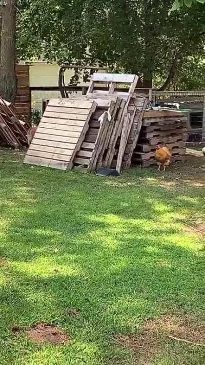 Dog and chicken