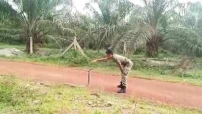 Soldier vs. King Cobra