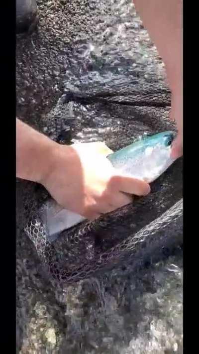 The rare beardslee trout only found in Lake Crescent Washington.