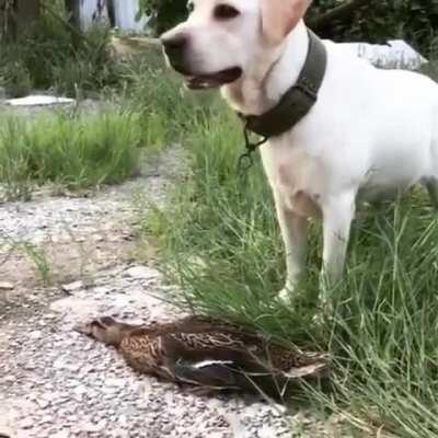 Bird dog