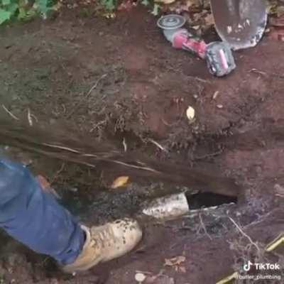 Roots being removed from a drain.