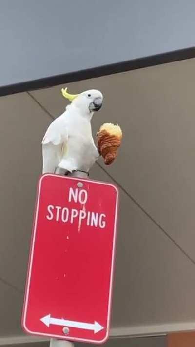 Bird enjoys a light brunch