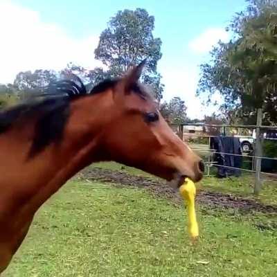 When you give your horse a squeaky toy