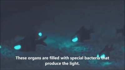 Flashlight fish emitting light on the ocean floor (oceans are lit!)