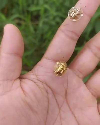 Gold bugs found in India