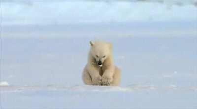 Seal scares baby polar bear