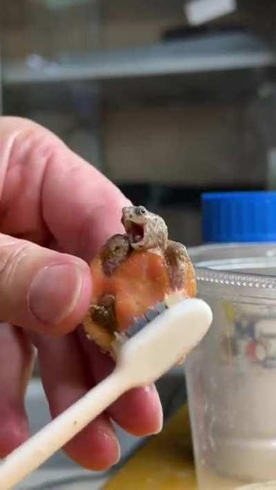 Cleaning a tiny baby turtle