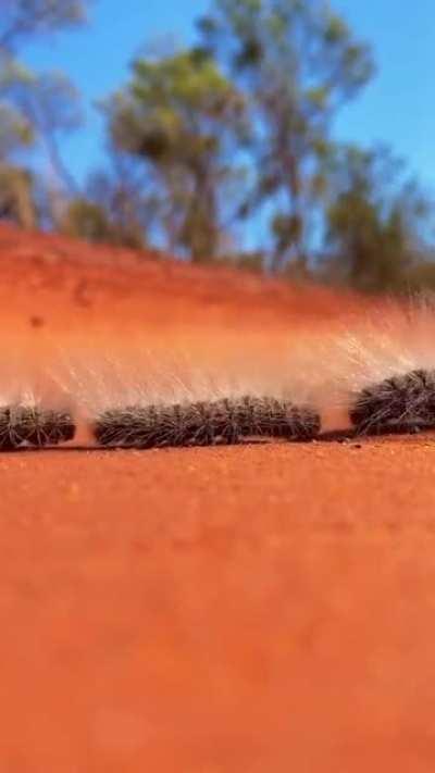 🔥 These are Processionary caterpillars. They follow each other, single file head to tail, using chemical cues searching for soft soil in which to pupate.