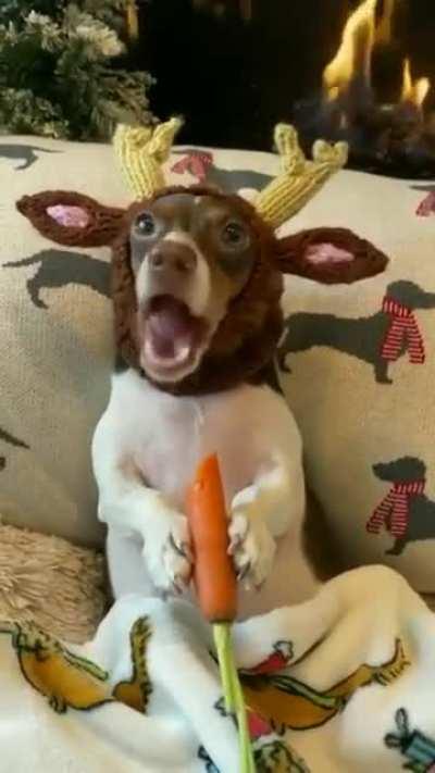 Nothing to see here, just a reindeer eating a carrot