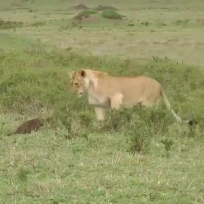 The lions seem mostly bemused by an angry, angry mongoose