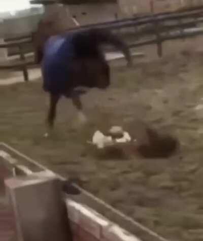 Horse tramples chicken