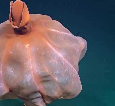 🔥 Incredible moment octopus uses its skin to expand in size to scare away predators.