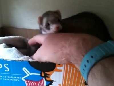 Ferret shows human her babies