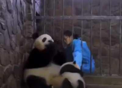 Panda just swapped her baby for an apple