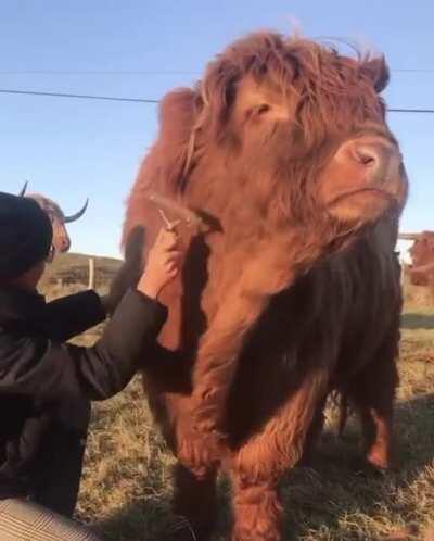 🔥 This is Dólaidh, the handsome teddy bear of a highland cow in Donegal, Ireland.