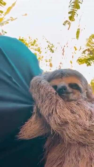 Sleepy sloth