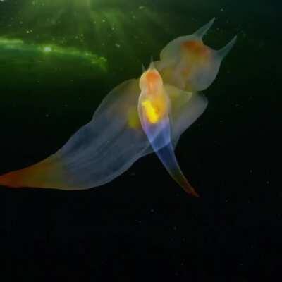 Rare sea angel spotted off russian coast