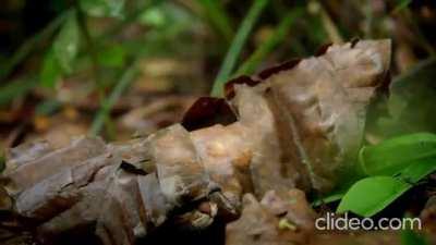 Rusty Spotted cat - Smallest feline in the world!