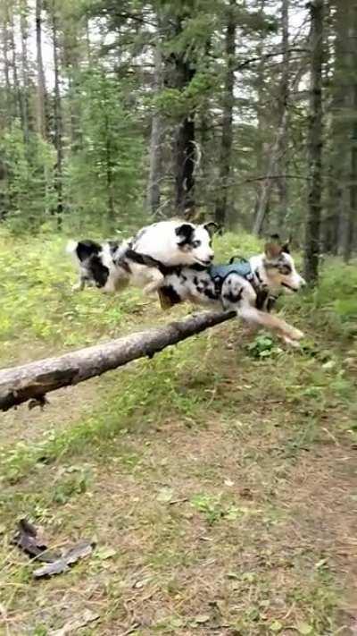 I wasn't expecting young Anakin to jump the log, but he's brave like his brother.