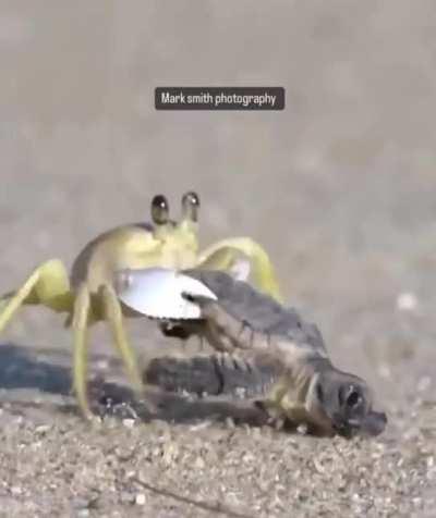 A crab taking a turtle hatchling back to its burrow for dinner