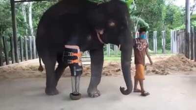 Prosthetic leg for the Gentle Giant- Beautiful