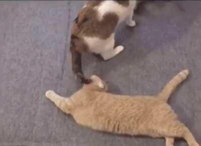 To help the other kitty