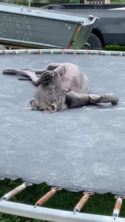 Great Dane Naps on Trampoline