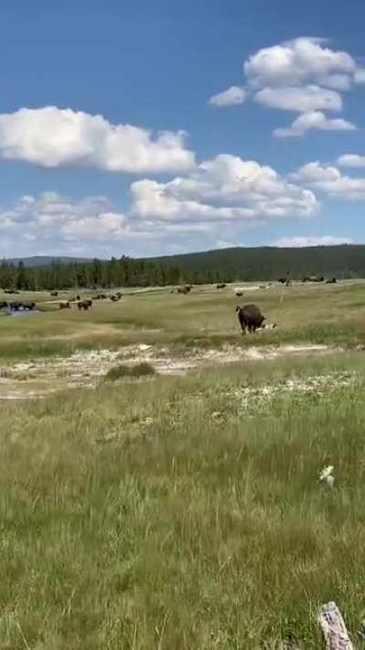 Girl trips while being chased by a Bison…