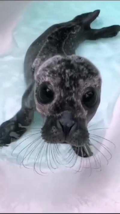 Baiji’s first time in the bath at Seal Rescue Ireland (sound up for perhaps the cutest sounds ever!)