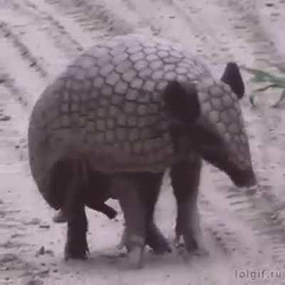 🔥 One of the oldest inhabitants of the planet - armadillos.