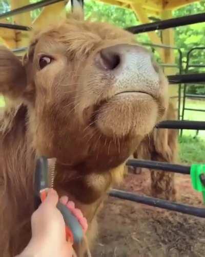 Good Pupper Being Brushed