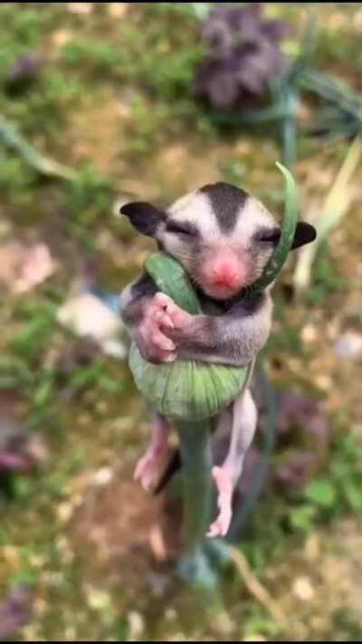 This is a Sugar Glider. The name refers to its predilection for sugary foods such as sap and nectar, and its ability to glide through the air. They belong to the marsupial infraclass.