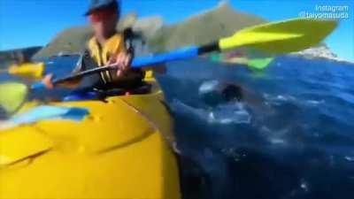 🔥 Seal slaps a kayaker in the face with an octopus 🔥