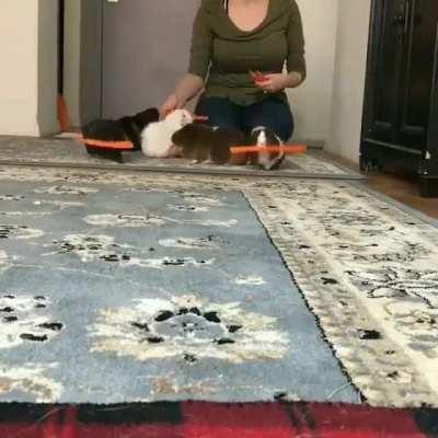 Bunch of guinea pigs patiently getting their treats and hopping away happily