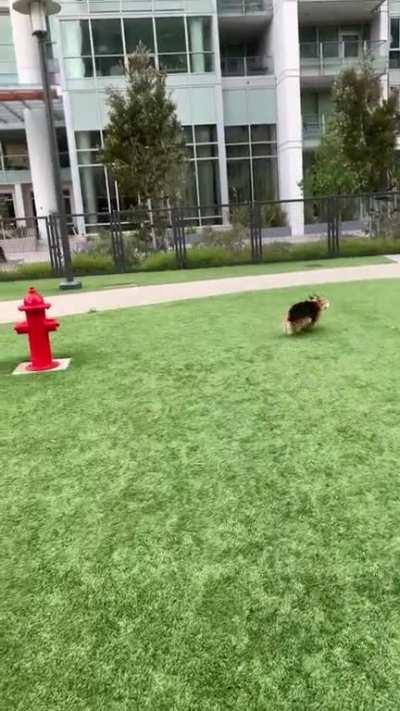 My corgi celebrating dog park reopening after weeks of lockdown