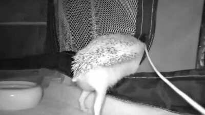 Today I learned my hedgehog knows how to open a zipper and outsmarted me and everyone in the house for months. [Story in comment]