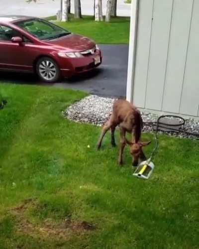 🔥 Baby Moose enjoying a quick shower 🔥