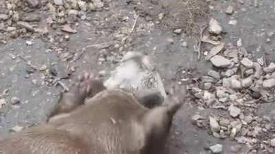 Otter stoked on having two rocks