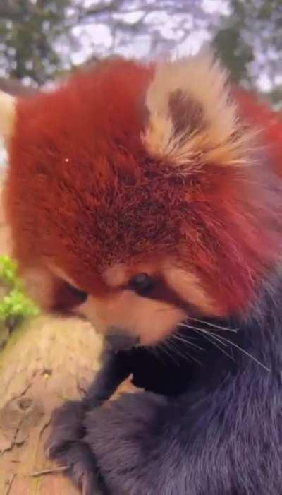 A red panda having a meal