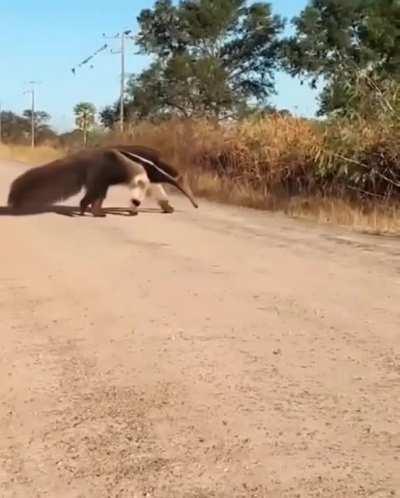 A large Anteater crossing the road