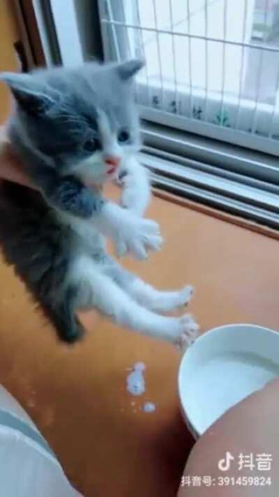 Kitter drinking milk