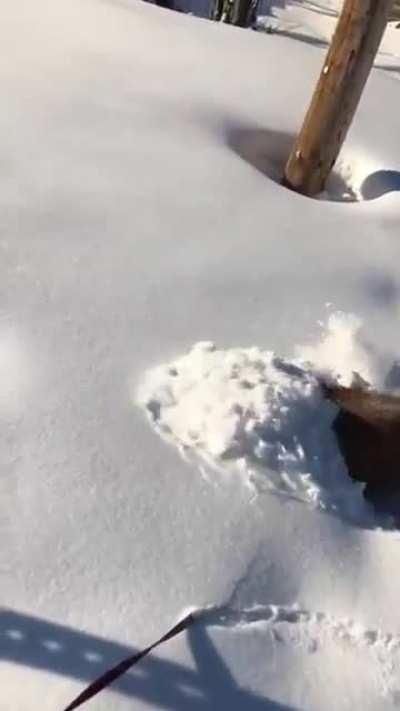 Golden retriever burrows in the snow